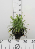 Liriope muscari 'Moneymaker'   pot 9x9 cm  
