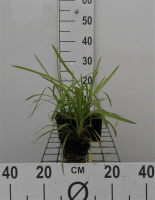 Liriope muscari 'Monroe White'   pot 9x9 cm  