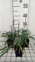 Liriope muscari 'Royal Purple'   pot 9x9 cm