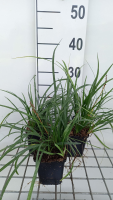 Liriope muscari   pot 9x9 cm  