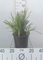 Liriope muscari   pot 3L