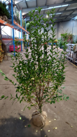 Ligustrum ovalifolium   aardekluit   125 150 cm