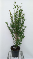 Ligustrum ovalifolium   pot 10L   100 125 cm