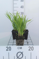 Liatris spicata 'Kobold'   pot 9x9 cm  