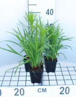 Liatris spicata   pot 9x9 cm  
