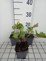 Ligularia stenocephala 'The Rocket'   pot 9x9 cm  