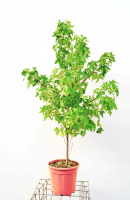 Liquidambar styraciflua   pot 10L   100 125 cm