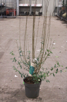 Ligustrum vulgare 'Atrovirens'   pot 12L   125 150 cm  