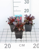 Lobelia cardinalis   pot 9x9 cm  