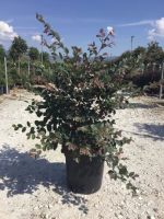 Loropetalum chinense 'Fire Dance'   pot 10L   40 50 cm