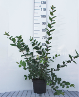 Lonicera fragrantissima   pot   40 50 cm  