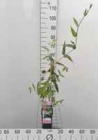 Lonicera henryi   pot   50 60 cm  