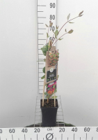 Lonicera x heckrottii 'Goldflame'   pot   50 60 cm  