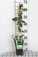 Lonicera japonica 'Halliana'   pot   50 60 cm  