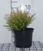 Lonicera nitida 'Baggesen's Gold'   pot   20 25 cm