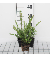 Lonicera nitida 'Elegant'   Chinese Kamperfoelie   pot 9x9 cm   15 20 cm  