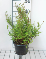 Lonicera nitida 'Ernest Wilson'   pot 2L   30 40 cm