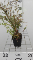 Lonicera nitida 'Ernest Wilson'   pot 9x9 cm   15 20 cm  