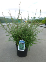 Lonicera nitida 'Ernest Wilson'   pot 1,3L   25 30 cm