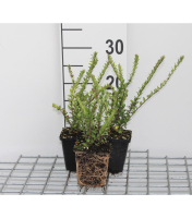Lonicera nitida 'Hohenheimer Findling'   pot 9x9 cm   15 20 cm  