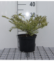 Lonicera nitida 'Lemon Beauty'   pot   25 30 cm