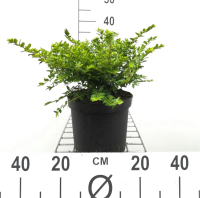 Lonicera nitida 'Maigrün'   pot 3L   40 50 cm  