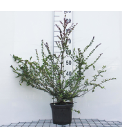 Lonicera nitida 'Red Tips'   pot   20 25 cm