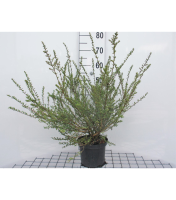 Lonicera nitida 'Silver Beauty'   pot   25 30 cm