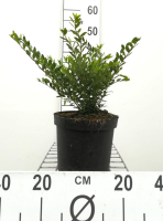 Lonicera pileata   pot 3L   40 50 cm