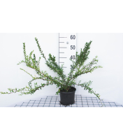 Lonicera pileata   pot 2L   30 40 cm