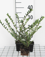 Lonicera pileata   pot 9x9 cm   15 20 cm