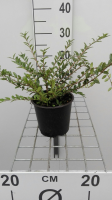 Lonicera pileata   pot 1,3L   25 30 cm  