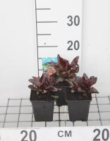 Lobelia 'Queen Victoria'   pot 9x9 cm  