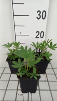 Lupinus 'The Chatelaine'   pot 9x9 cm  