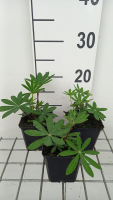 Lupinus 'My Castle'   pot 9x9 cm  