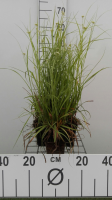 Luzula nivea   pot 9x9 cm  