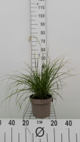 Luzula nivea   pot 3L