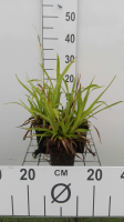Luzula sylvatica   pot 9x9 cm  