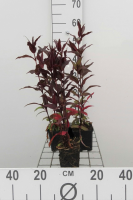 Lychnis x arkwrightii 'Vesuvius'   pot 9x9 cm