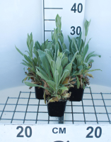 Lychnis coronaria 'Alba'   pot 9x9 cm