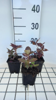 Lysimachia ciliata 'Firecracker'   pot 9x9 cm