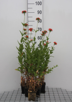 Lychnis chalcedonica   pot 9x9 cm  