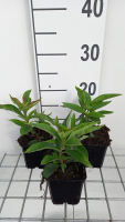 Lysimachia clethroides   pot 9x9 cm  
