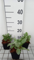 Lychnis coronaria   pot 9x9 cm
