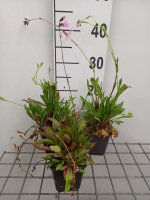 Lychnis flos cuculi   pot 9x9 cm  
