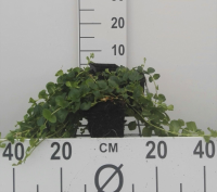 Lysimachia nummularia   pot 9x9 cm  