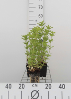 Lysimachia punctata   pot 9x9 cm