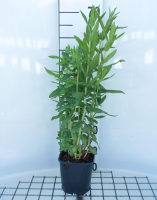 Lythrum salicaria   pot 2L
