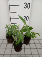 Lythrum salicaria   biopot diameter 7 cm