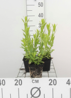 Lythrum salicaria 'Robert'   pot 9x9 cm  